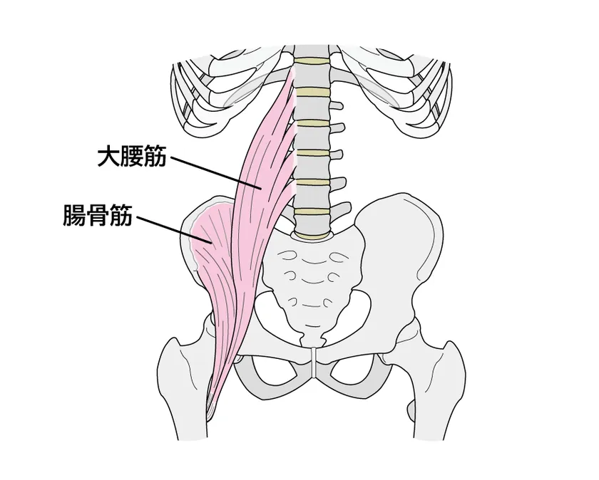 02_腸腰筋の解剖図
