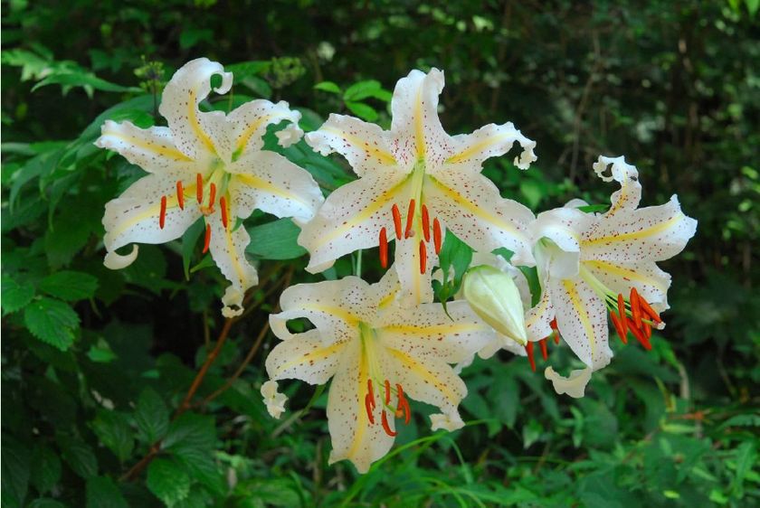 六甲高山植物園
カサブランカのもとになった日本固有種
ユリの女王 ヤマユリが見頃です!