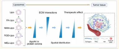 図 1 リポソームの腫瘍標的化・浸透性制御の原理と作用機序(ACS Nano 掲載図)