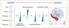 図 1 リポソームの腫瘍標的化・浸透性制御の原理と作用機序(ACS Nano 掲載図)