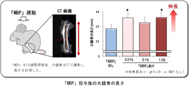 「MBP」投与後の大腿骨の長さ