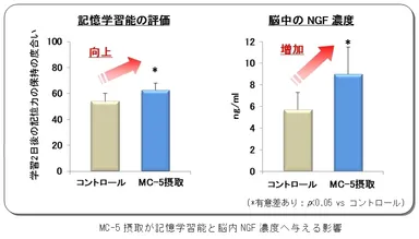 MC-5摂取が記憶学習能と脳内NGF濃度へ与える影響