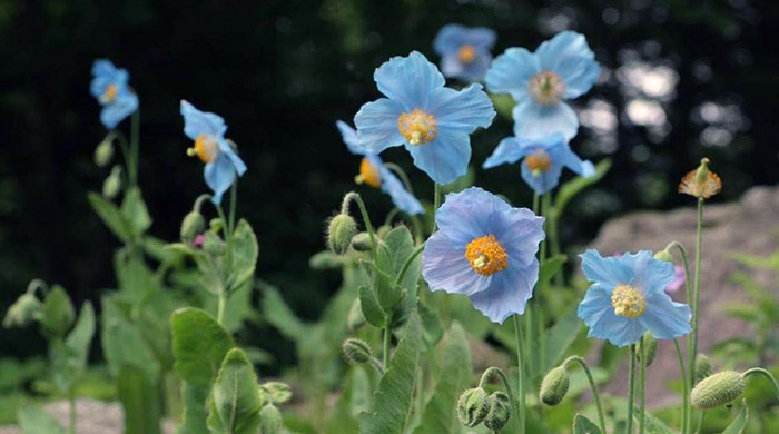 六甲高山植物園 秘境の花 ヒマラヤの青いケシ が見頃を迎えました 阪神電気鉄道株式会社 のプレスリリース