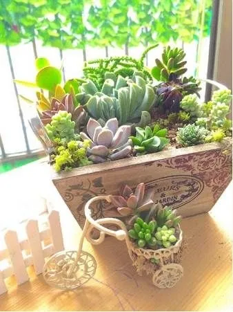 「寄植え」投稿例　松 祐さん