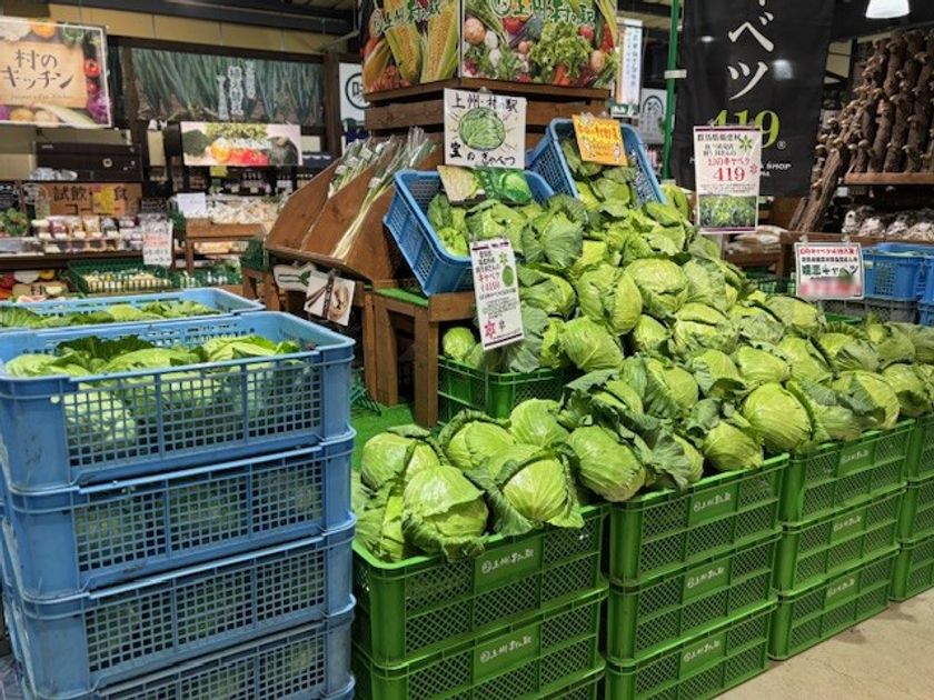 「幻のキャベツ」嬬恋キャベツ419が主役です！
今年の夏は、キャベツだらけ　
群馬県渋川市 上州・村の駅「キャベツパニック」開催！