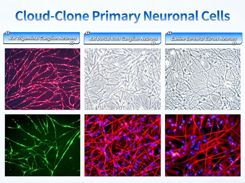 Cloud-Clone、全系統多種初代神経細胞ラインナップの
グローバルローンチを予定