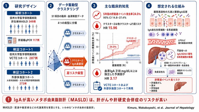 血液中のIgA高値を特徴とするメタボ由来の
脂肪肝(MASLD)の高リスク病型を同定