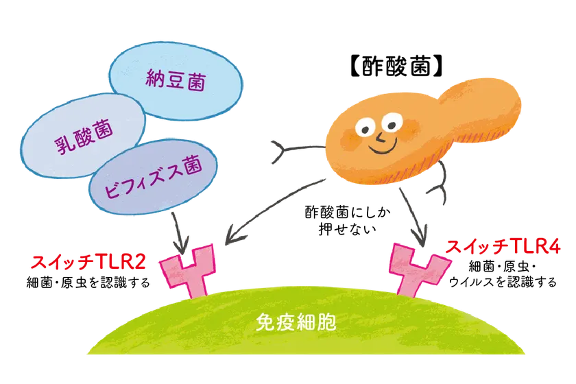 免疫スイッチを2つ押せる酢酸菌