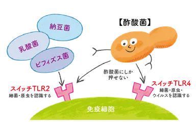 免疫スイッチを2つ押せる酢酸菌