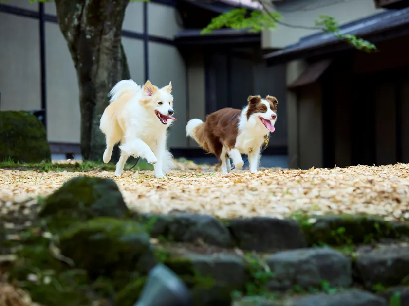 自然に囲まれたウッドチップのドッグラン
