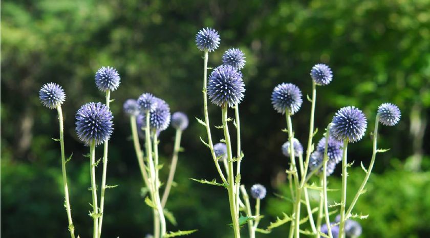 六甲高山植物園 絶滅が危惧される貴重な花
「ヒゴタイ」8月下旬まで見頃です！