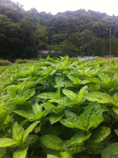 藍色工房藍農園(2014年夏)