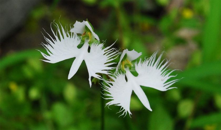 六甲高山植物園 天翔る白鷺（しらさぎ）の如き花
サギソウが開花しました！