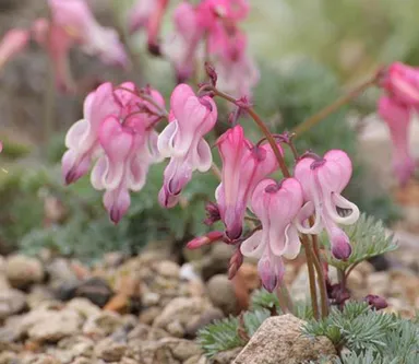 コマクサ（ケシ科）