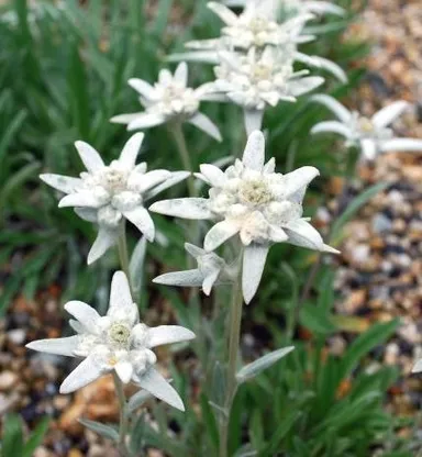 エーデルワイス（キク科）