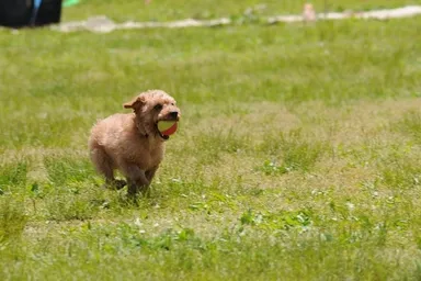 (1)持って来て大会
