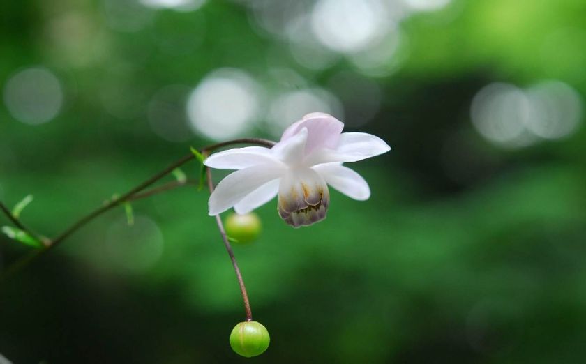 六甲高山植物園 林床に咲く涼しげな花
森の妖精 レンゲショウマが見頃です!