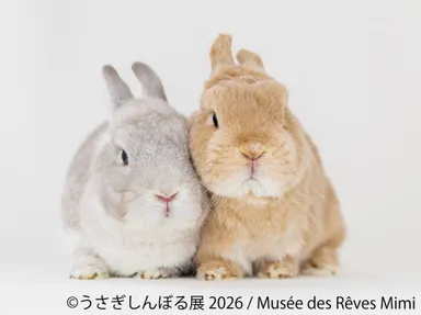 展示作品：Musee des Reves Mimi