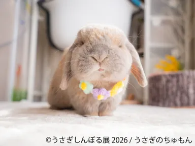 展示作品：うさぎのちゅもん