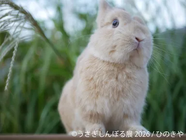 展示作品：ひのきや