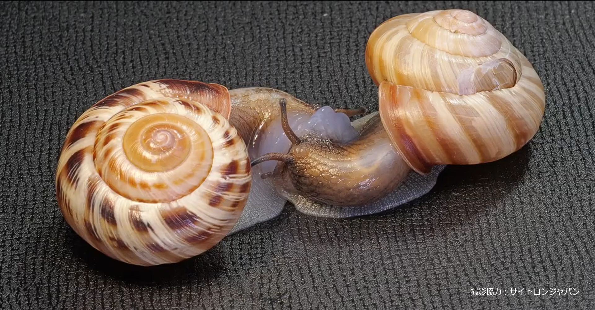 画像9