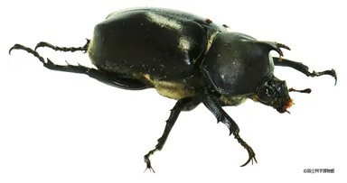 カブトムシのギナンドロモルフ