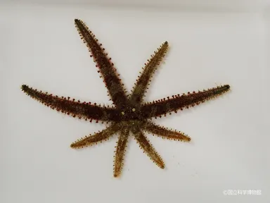 ヤツデヒトデ