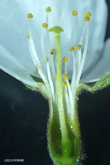 ソメイヨシノ 花（断面）