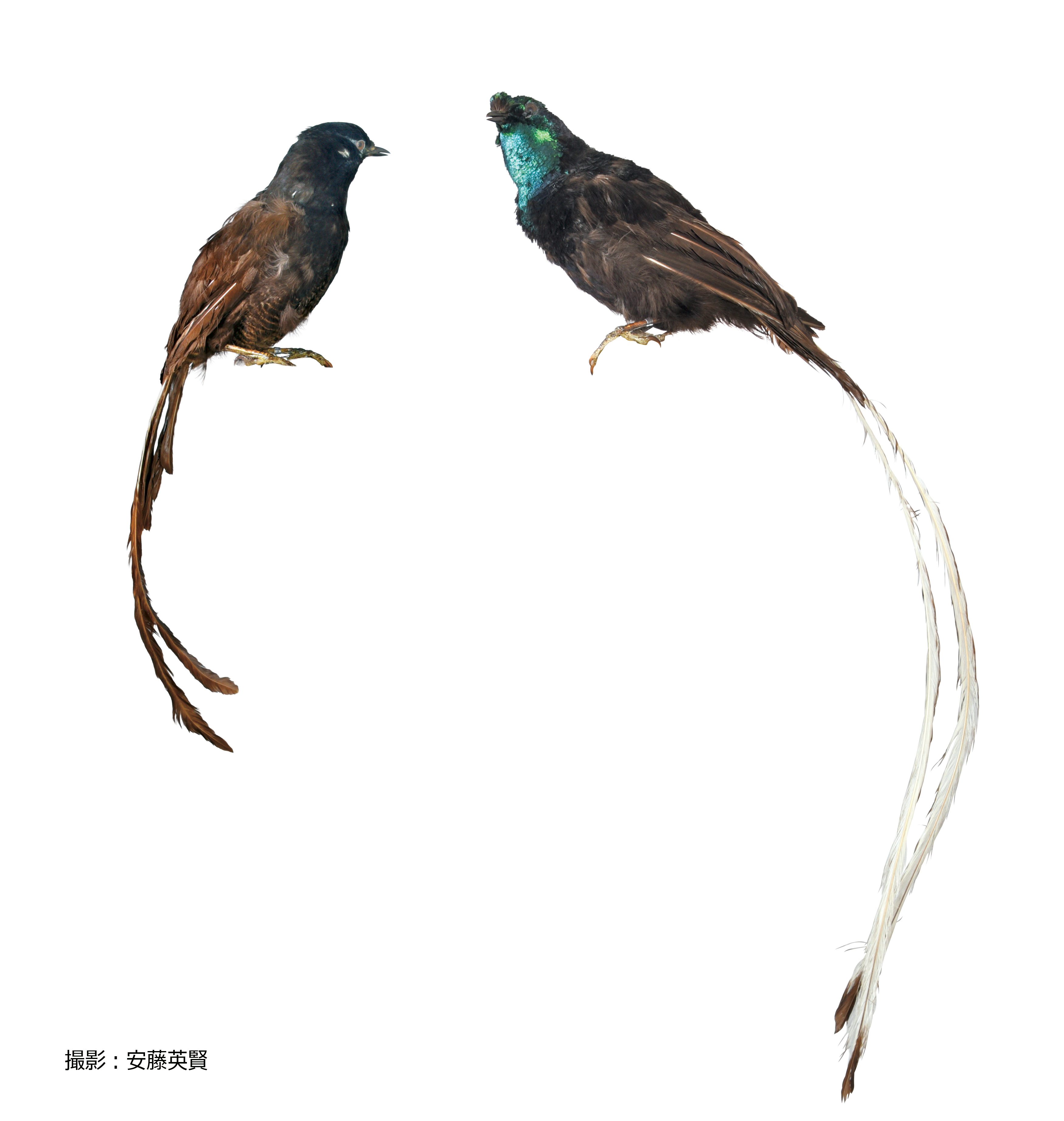 画像10