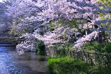 本施設前にある白川の桜