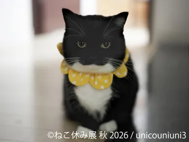 展示作品：unicouniuni3
