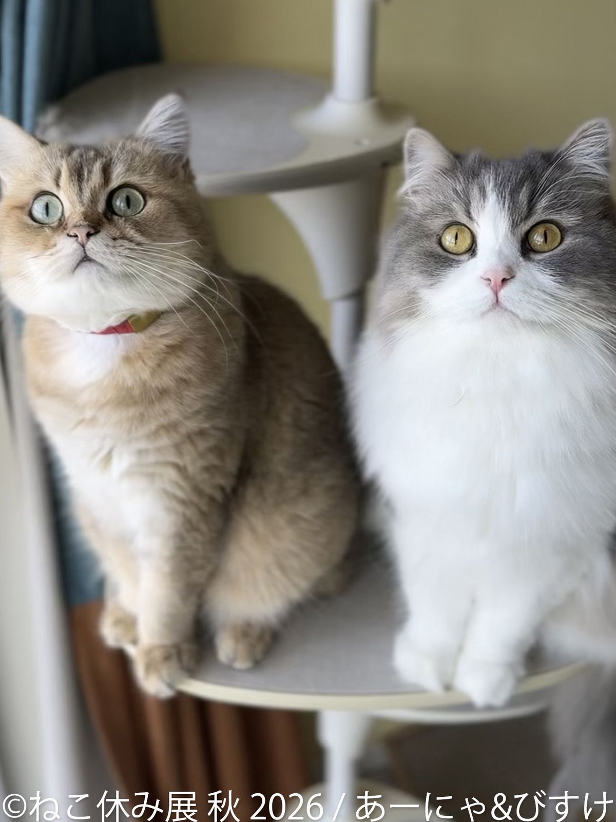 SNSで人気の猫作品が名古屋に集結！「ねこ休み展 秋 2026」を 9/19(土