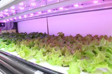 ハーブや葉菜類生産の様子(植物工場栽培室)