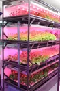 ハーブや葉菜類生産の様子(植物工場栽培室)