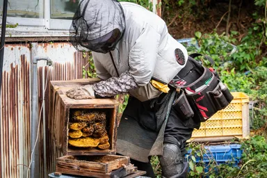 貴重なニホンミツバチの養蜂体験