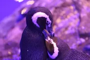 ペンギン3