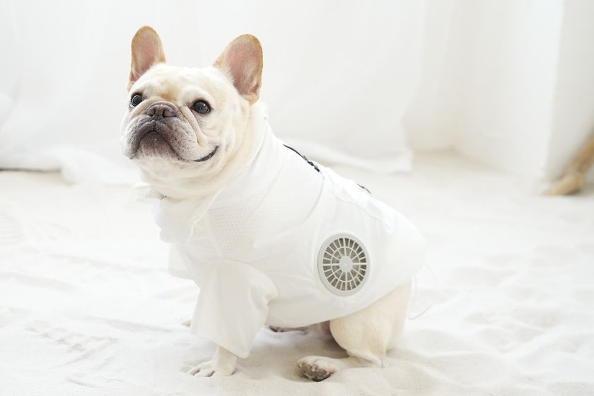 「暑い」と言えない家族のために 服の中に風の通り道をつくる
「空調ペット服(R)バルーンタイプ」8/18誕生!