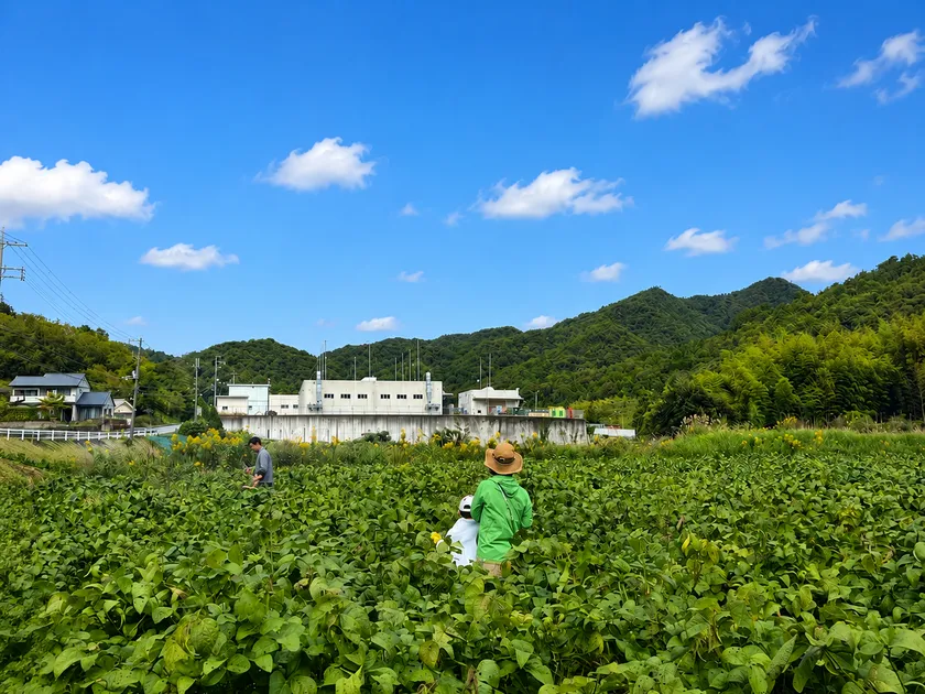 特産黒枝豆収穫体験と昼食会