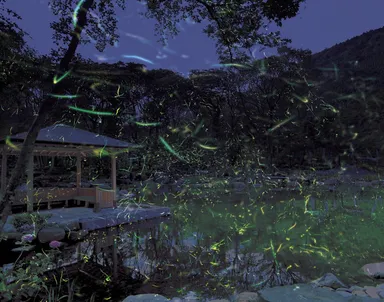東伊豆町の幻想的な蛍鑑賞