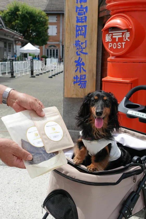 富岡製糸場5,555匹目の来場 東京都から訪れたジェスちゃん(7歳)