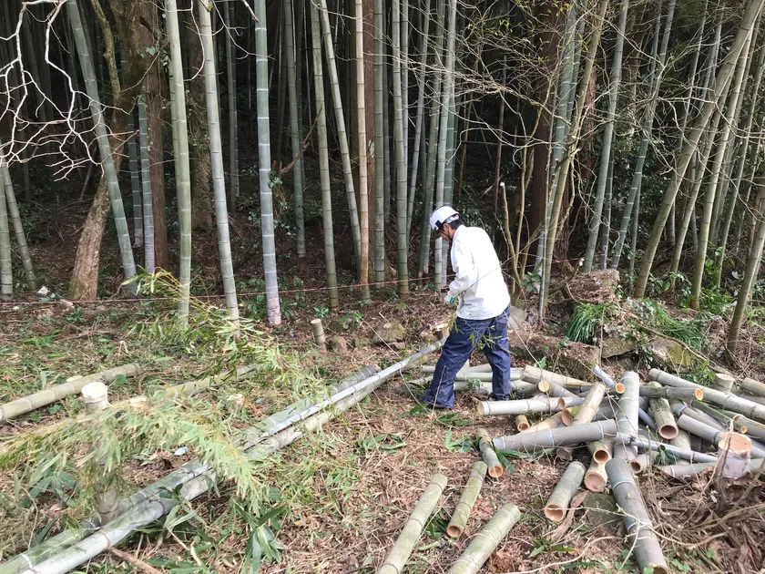 繰り返される伐採作業