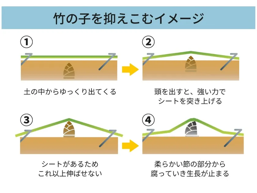 竹の子を抑え込むイメージ