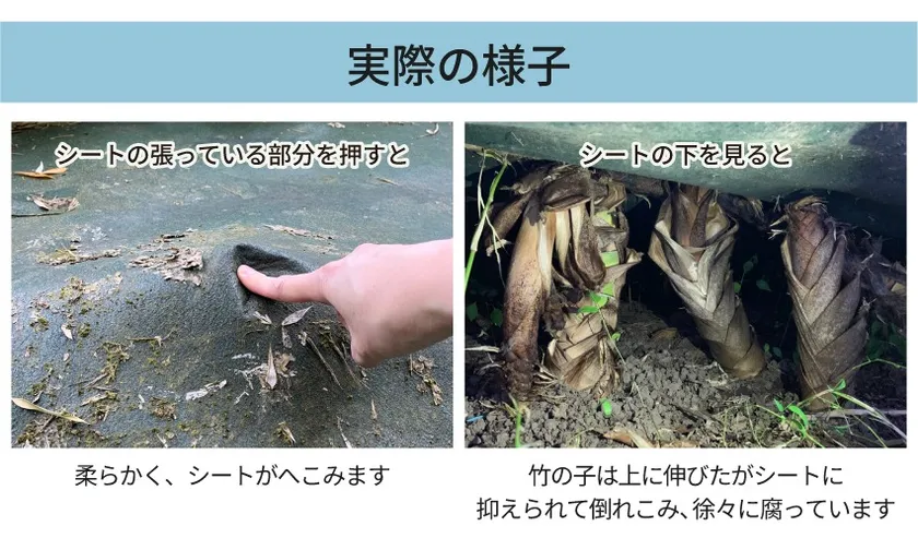 実際の様子