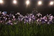 トワイライト花菖蒲(植物・花専用LEDライトアップ)2