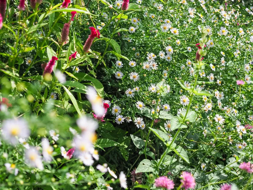 9月の花の庭(2)