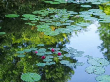 9月の水の庭(3)