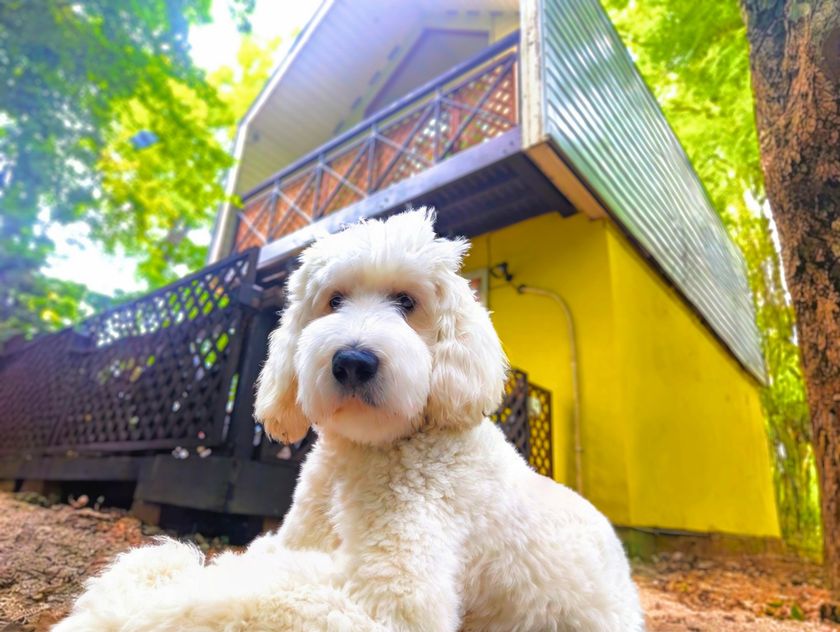 平日だけの、特別な滞在を Mimoza Retreat NASU
平日限定「愛犬リトリートプラン」を発売