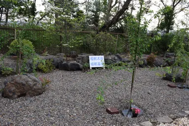 桜樹木葬「合葬墓地」3