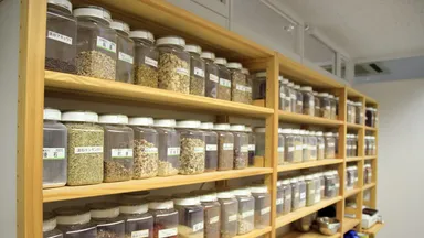 生薬