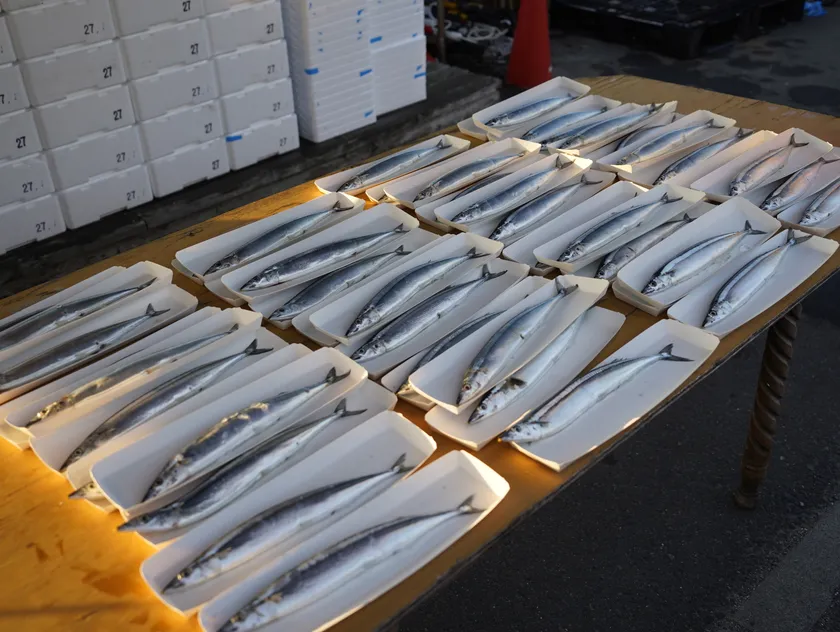 できるだけ大きな秋刀魚を用意します